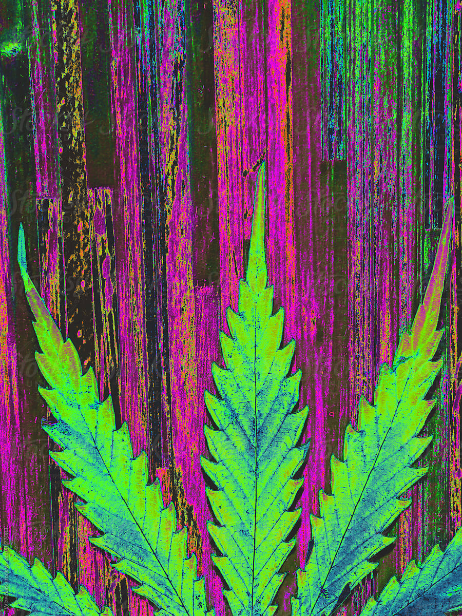 Vibrant, colorful marijuana, cannabis leaf in rich green colors
