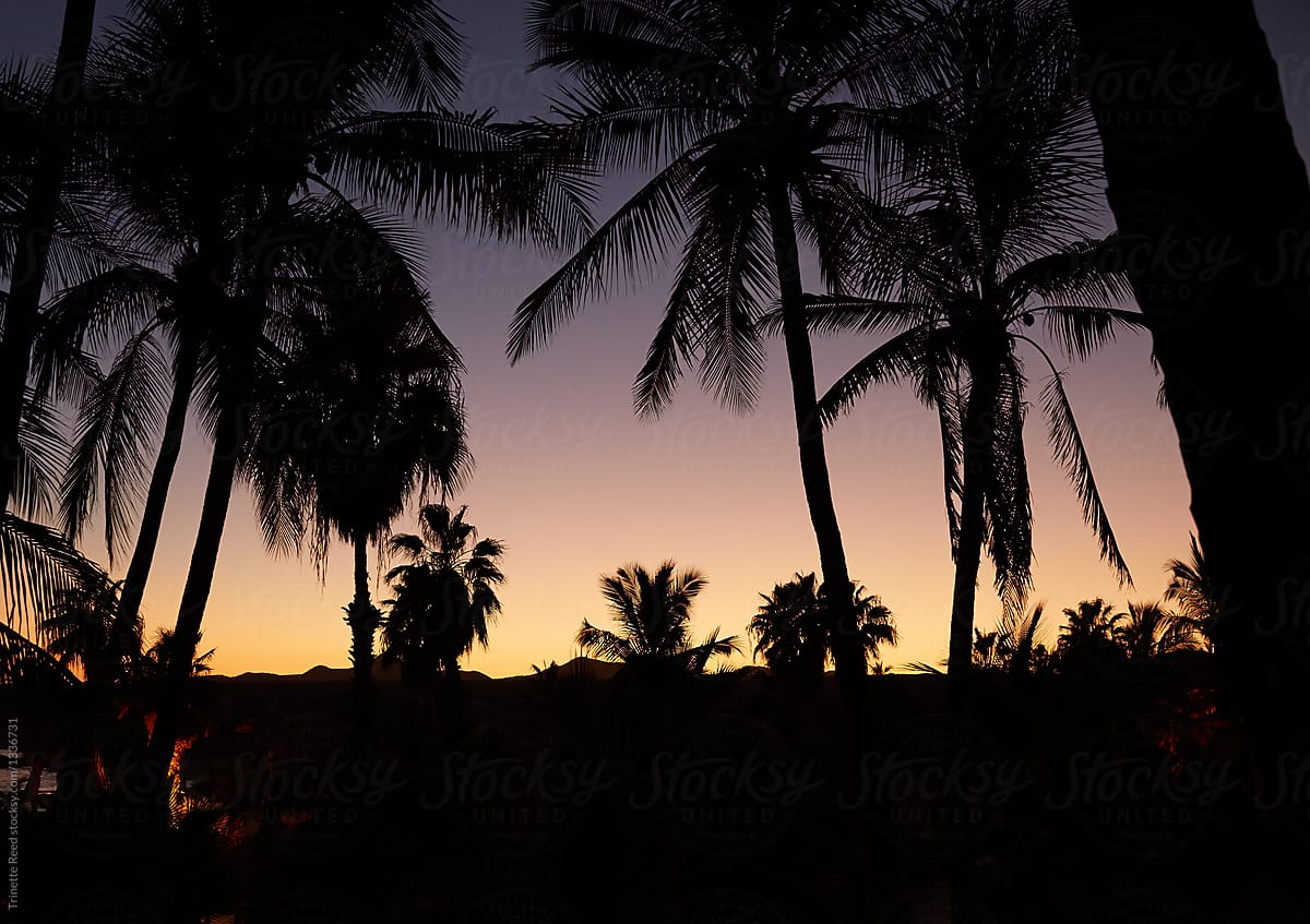 Silhouette of sunset over the ocean with palm trees in foreground