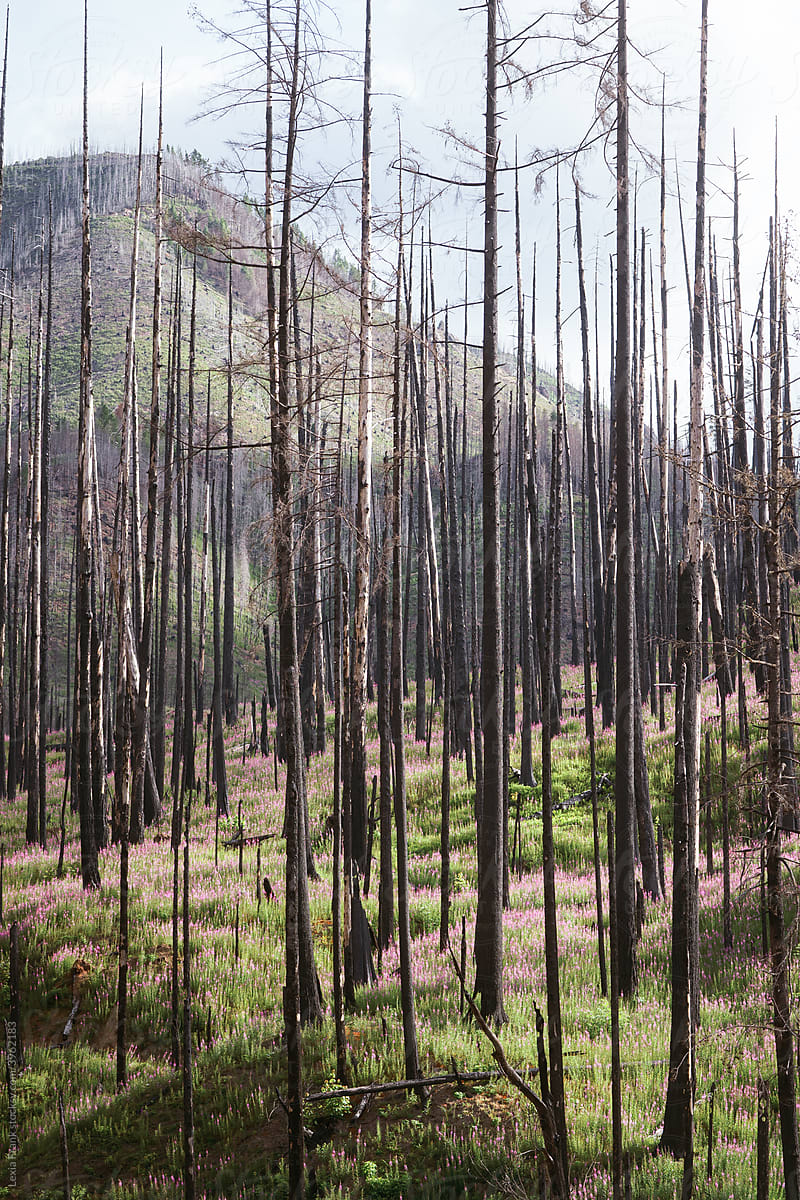 forest fire aftermath