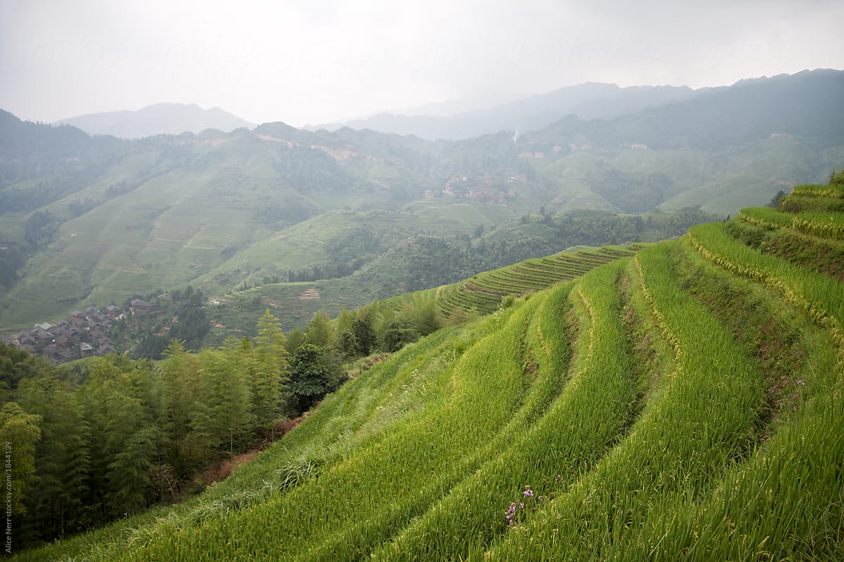 Rice terrace and bamboo plantation