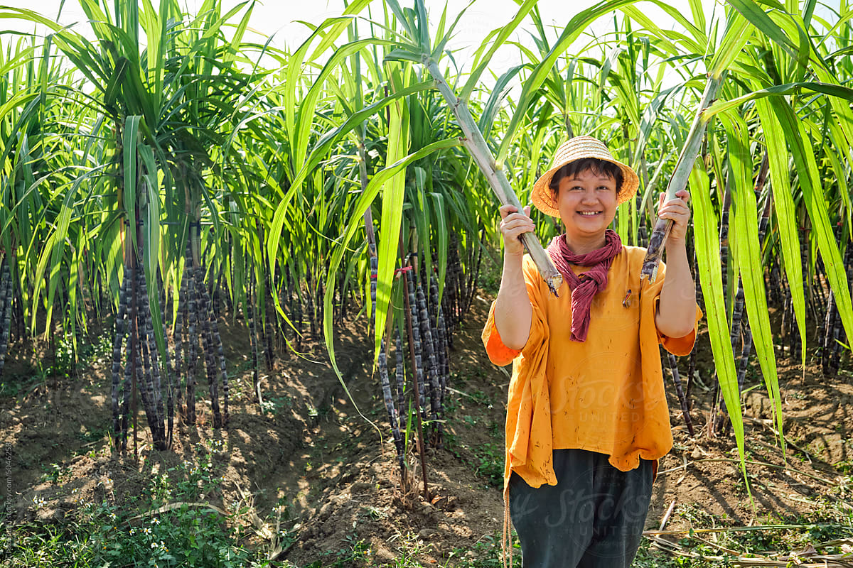 Asian woman, playing in the sugar cane field