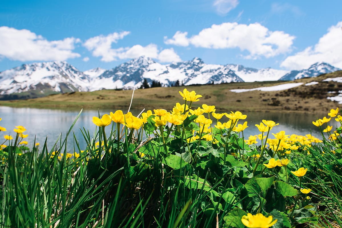 Flowers with mountain lake panorama above Aros