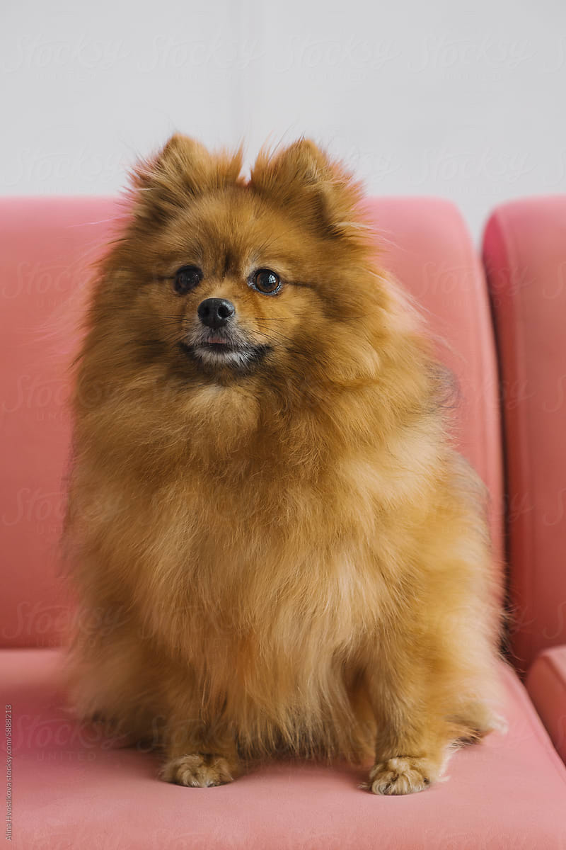 Cute Pomeranian puppy sitting on sofa