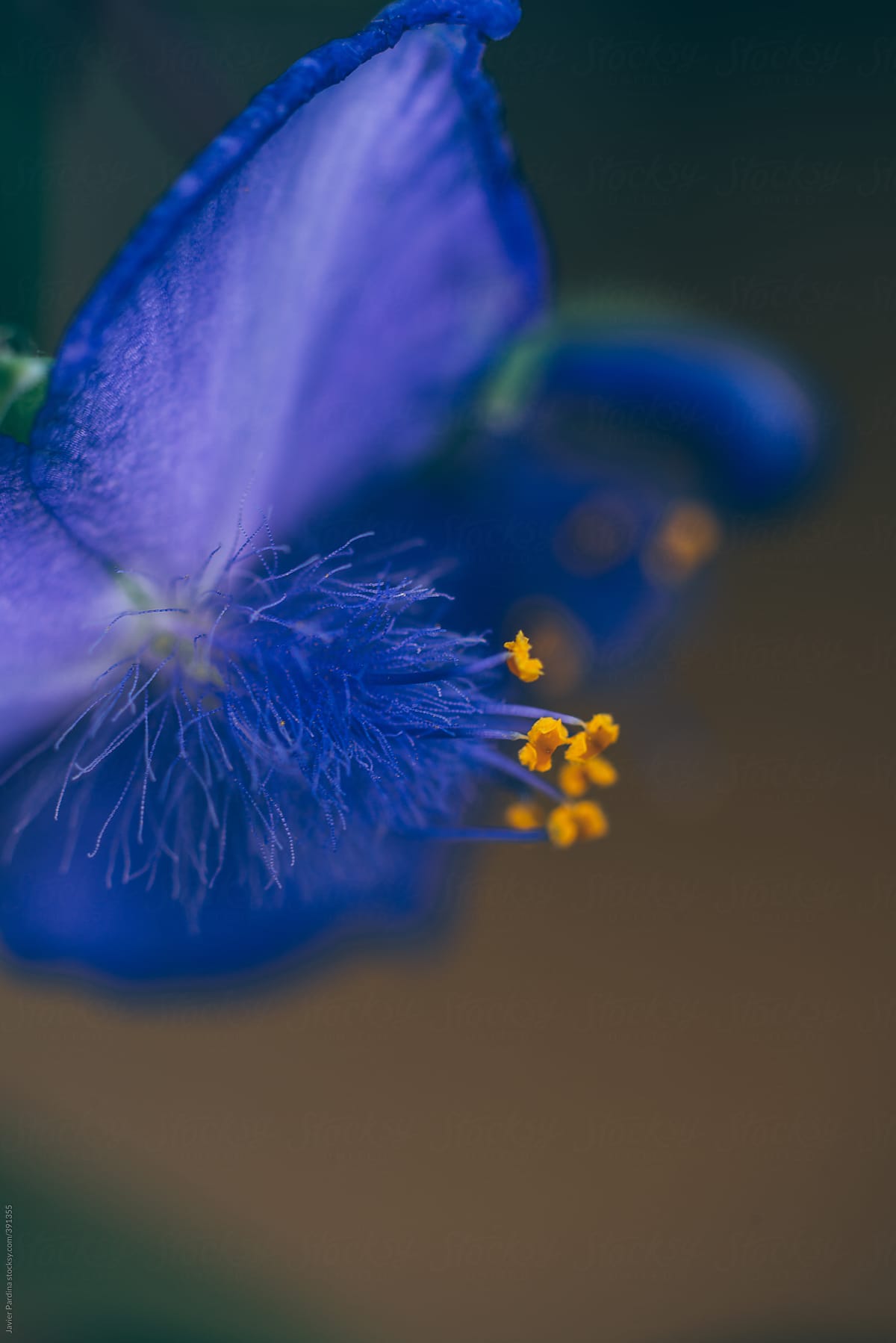 Details of blue plants and flowers.