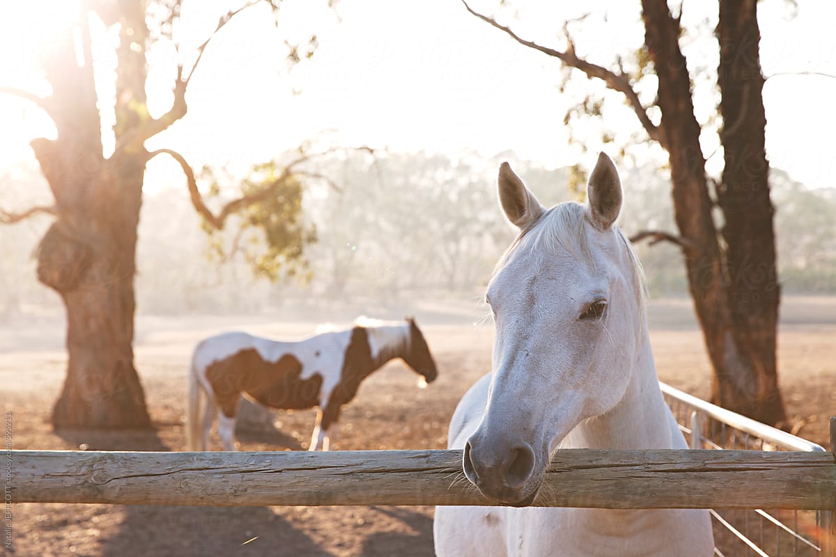 A white horse in a paddock in Australia