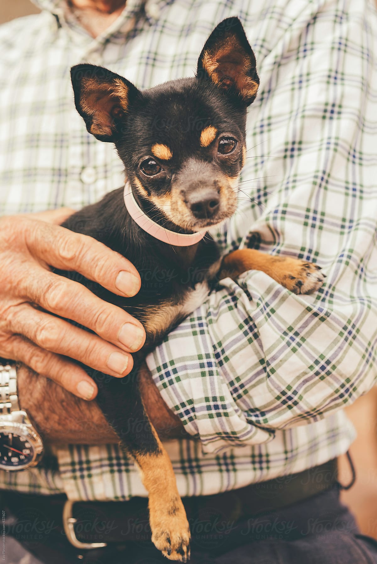 Cute puppy in the arms of an elder man.