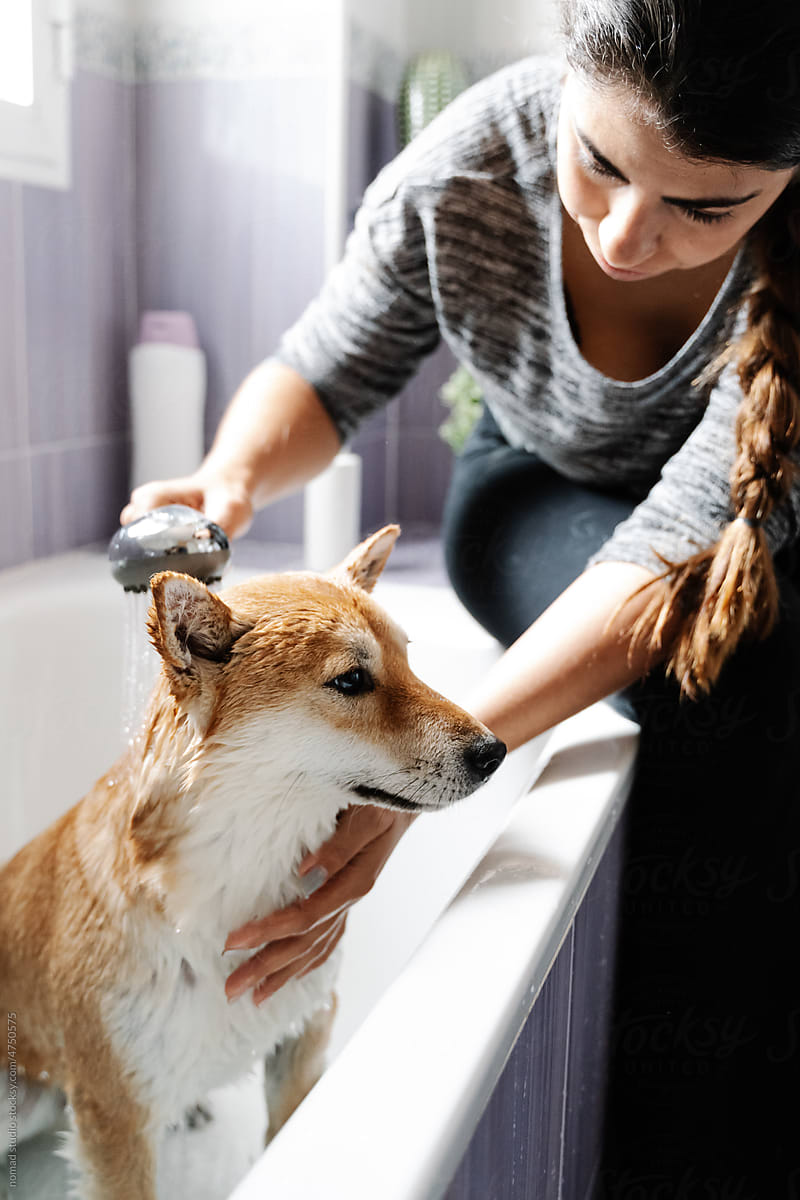 Woman bathing dog in bathtub.