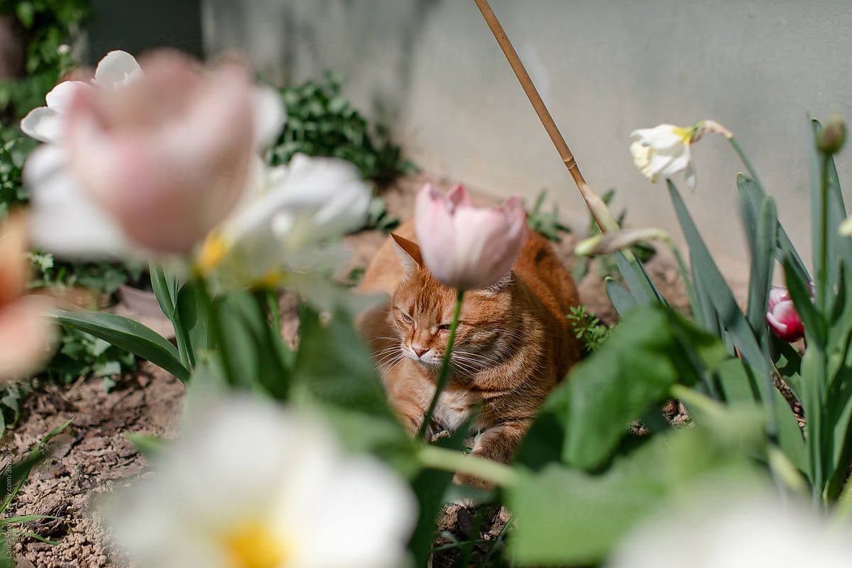 Cat behind flowers