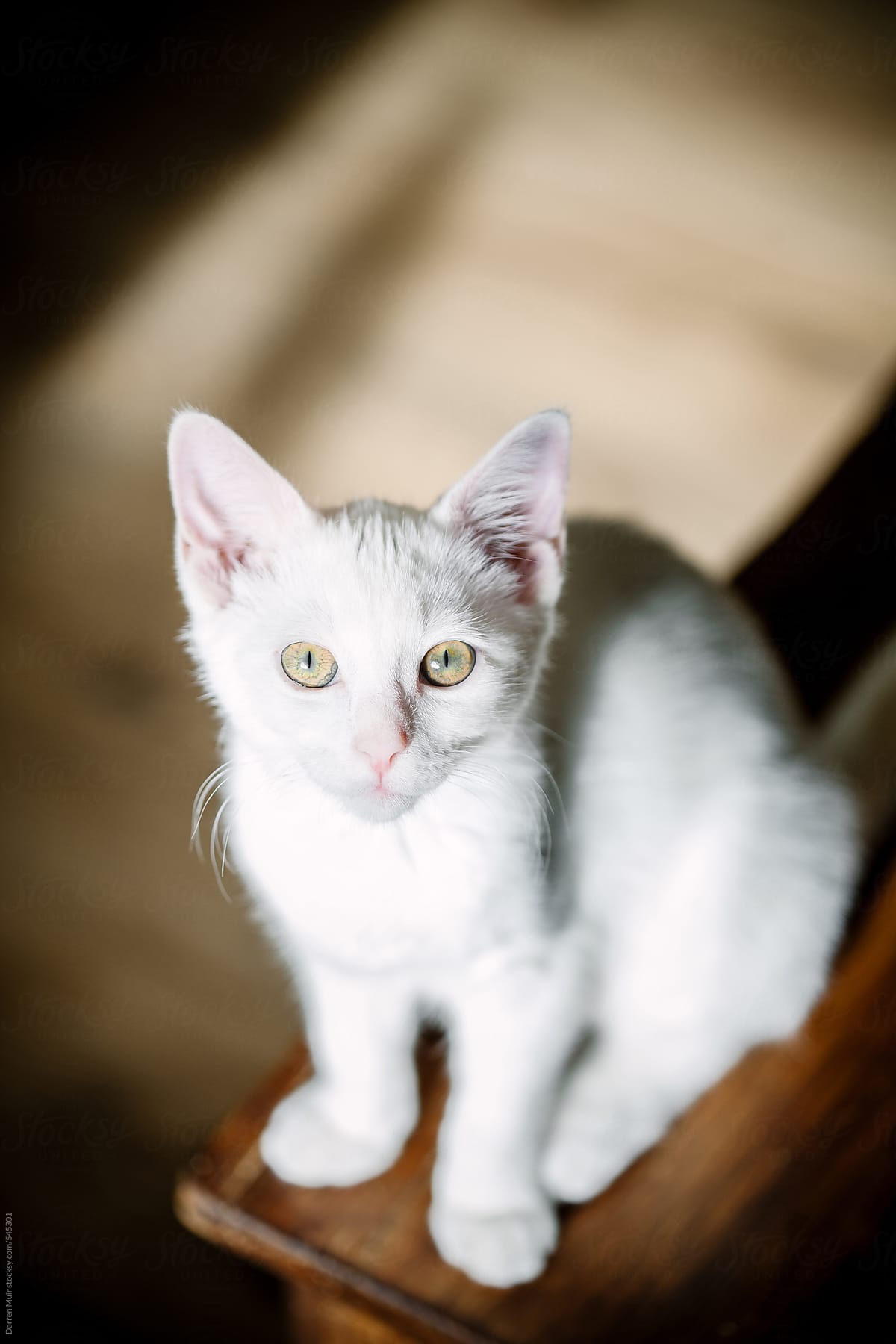 Little white kitten sitting in a patch of sun,looking up at camera.