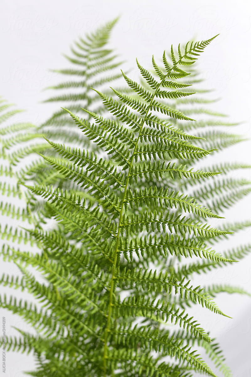 Vibrant Green Fern Fronds Against A White Background