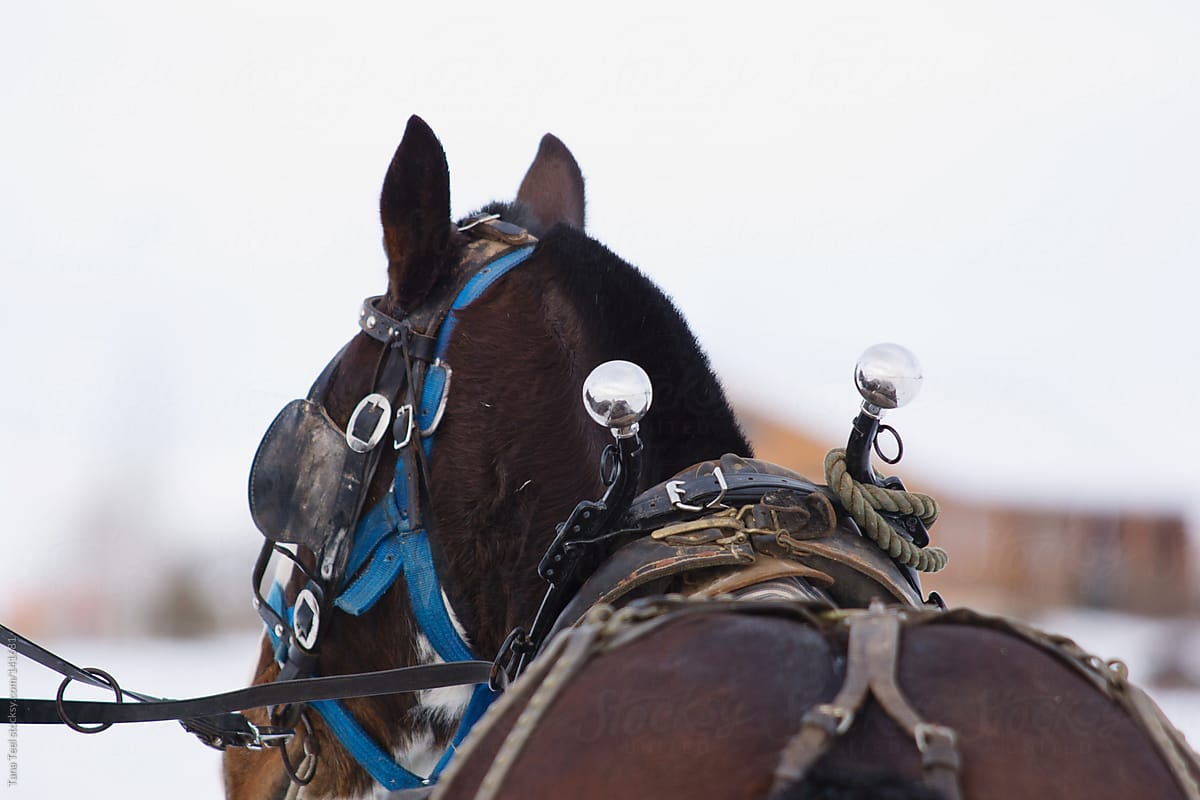 A draft horse in harness
