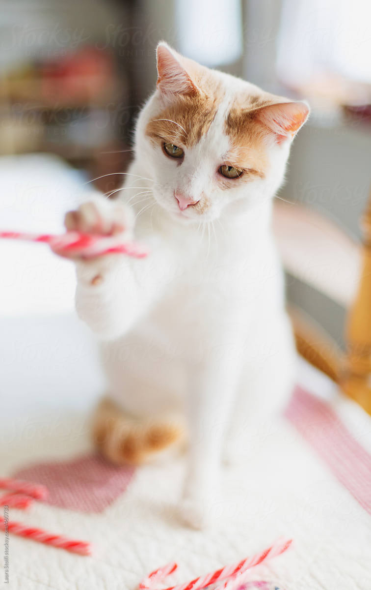 White and ginger cat having fun with candy cane