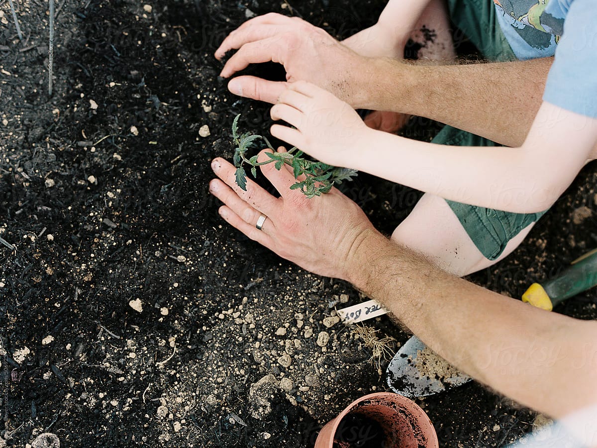 father and son hands planting tomatoes