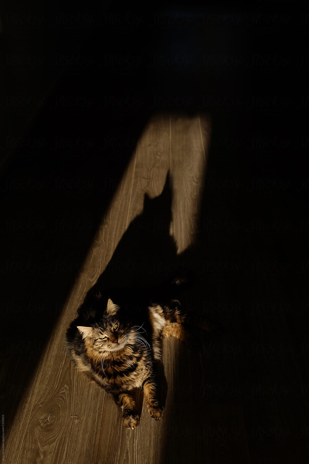 Cat and shadow in a rectangle of light