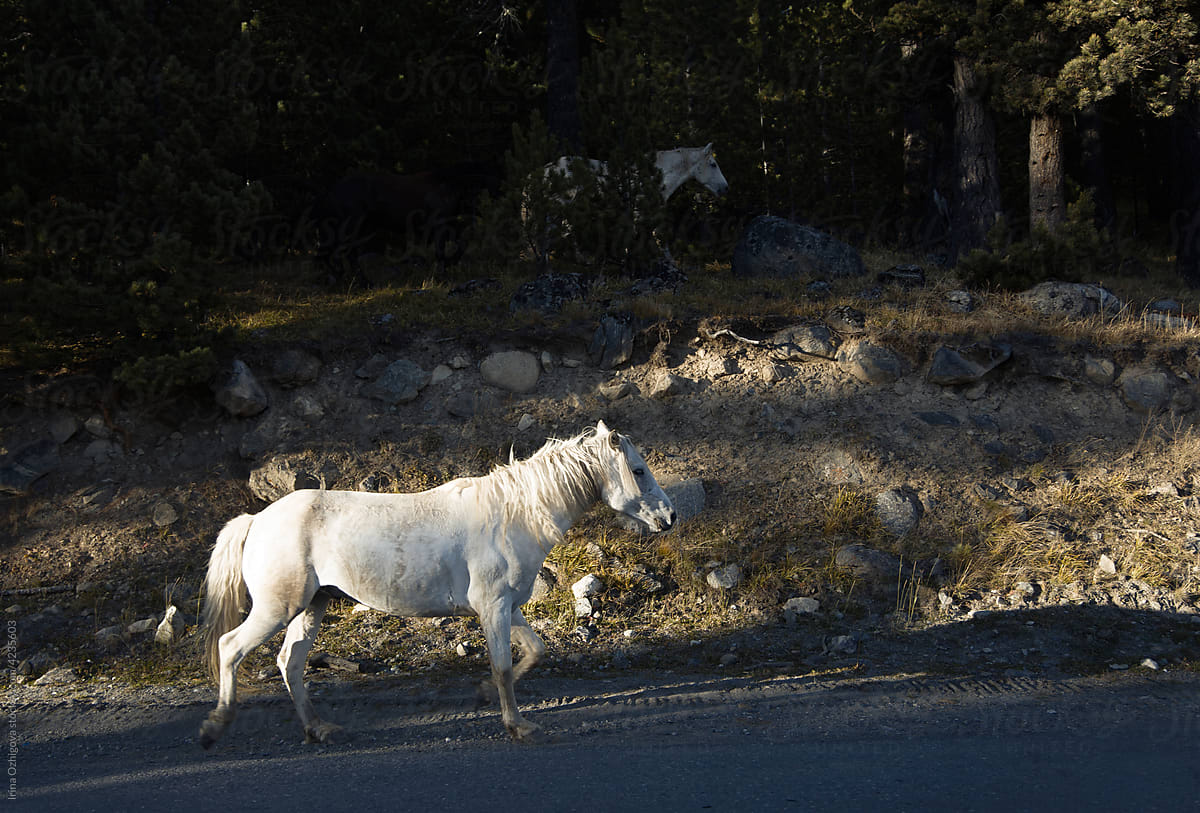 White horse walking near forest
