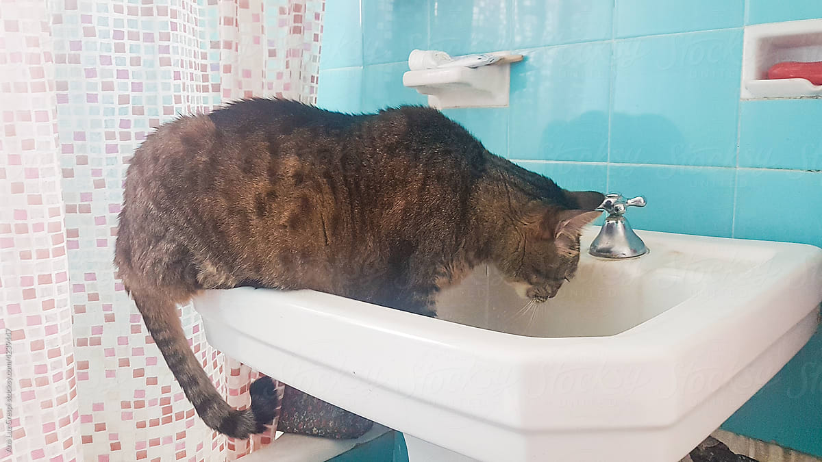 Cat drinking tap water