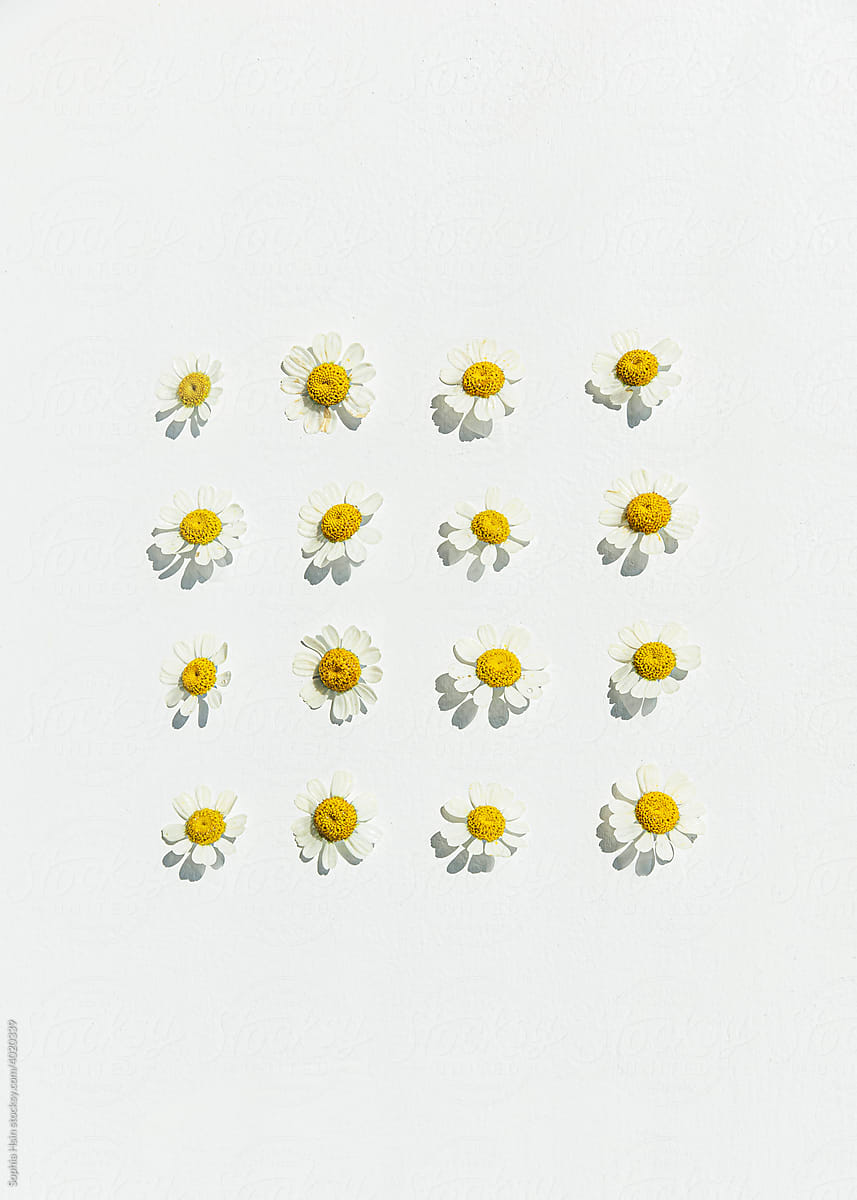Neatly organized chamomile flowers