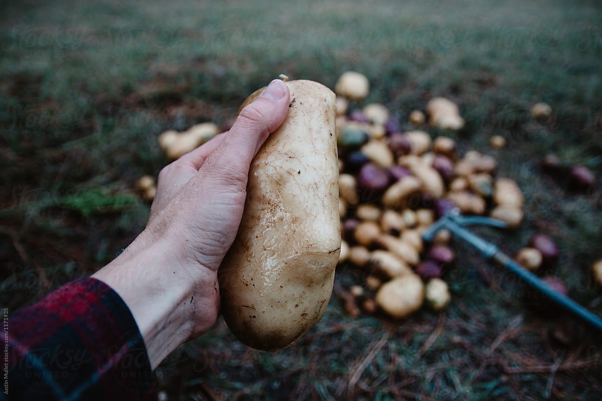 Man holding a large potato.