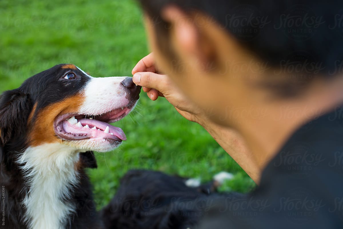 One young asian man with his Bernese dog outdoor in the park