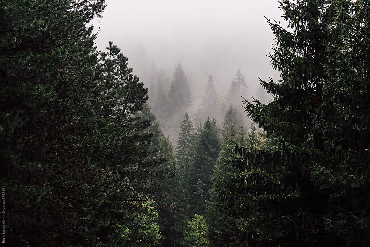 Pine forest and fog