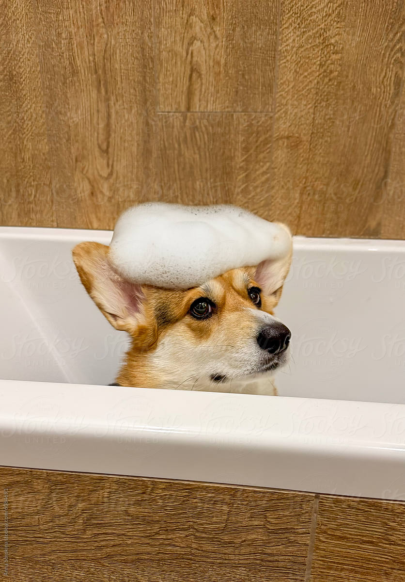 Corgi in a Bathtub with Soap Suds