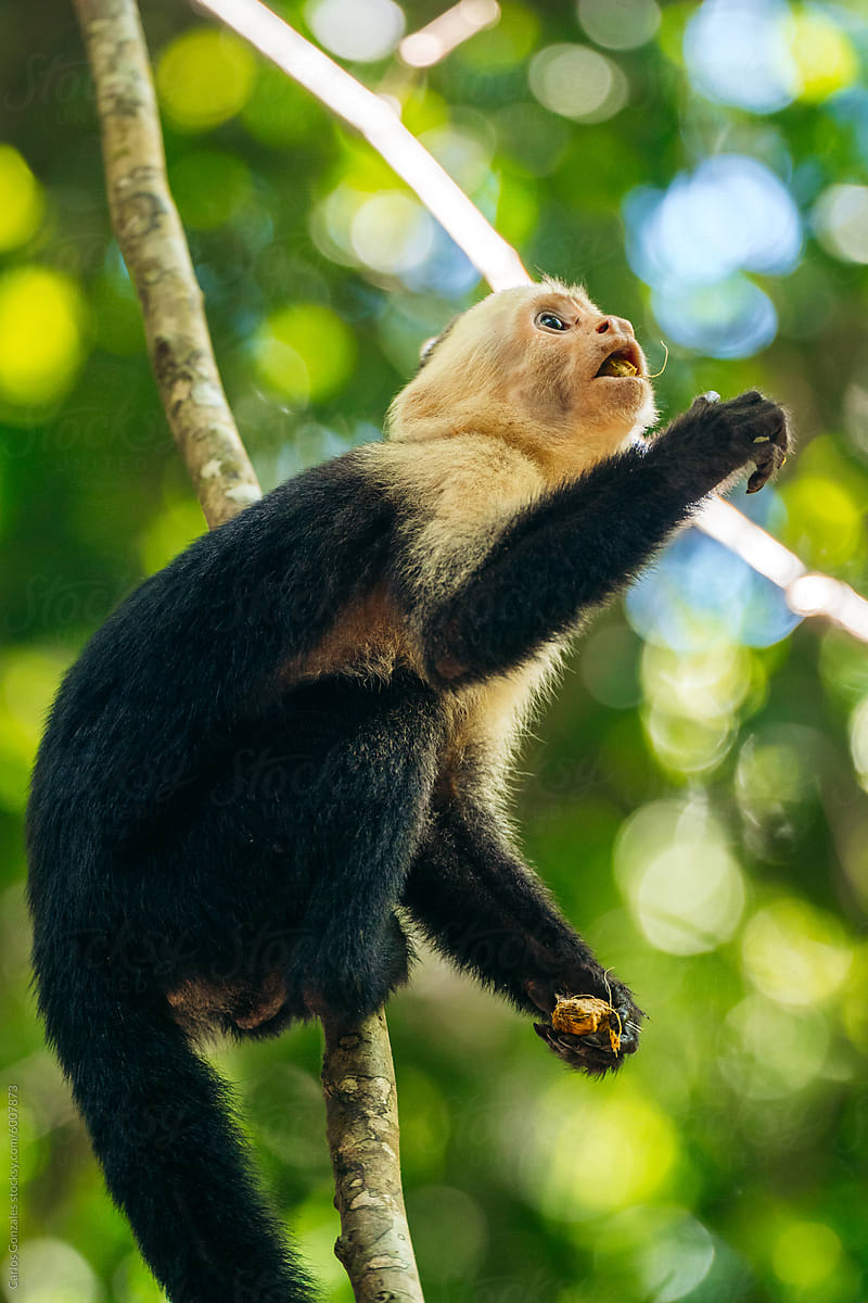 Capuchin monkey eating Fruit