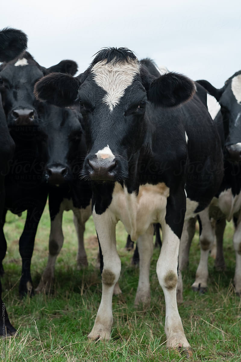Portrait of dairy cow