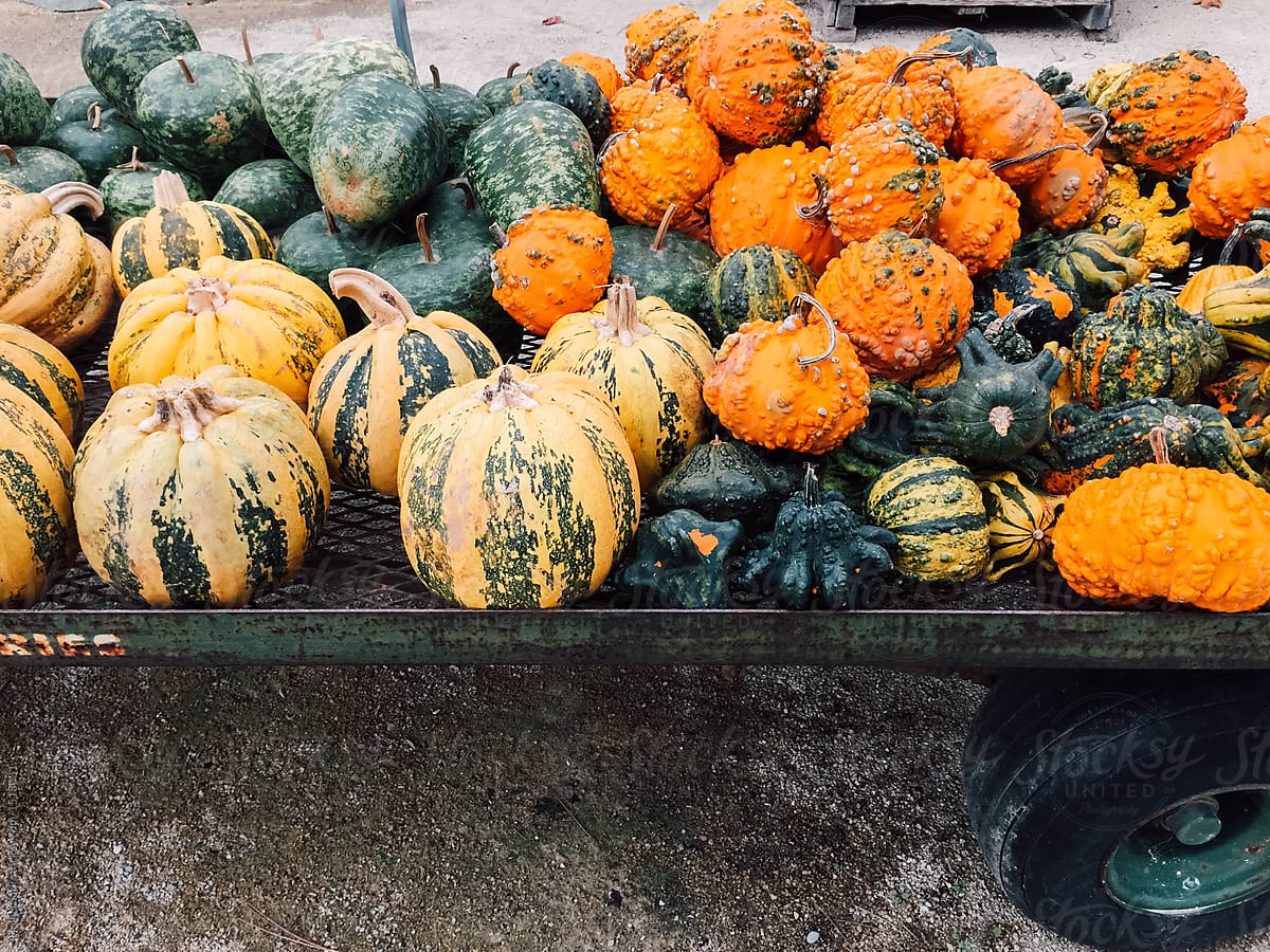 Variety of decorative squash on a flatbed truck for sale at Farmers Market