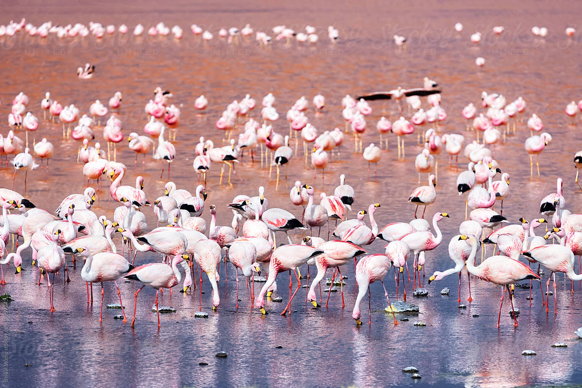 Flamingos on a pink lake
