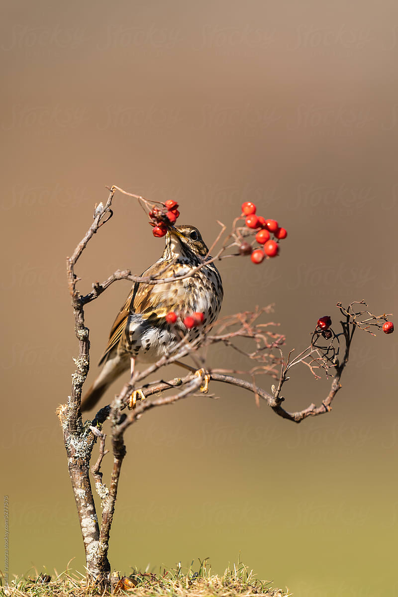 Song Thrush Perched On A Rowan Branch