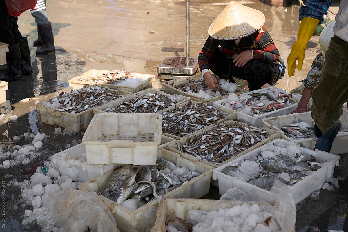 Closeup of fresh sea catch fish in boxes