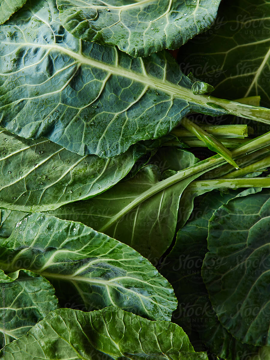 Kale Closeup