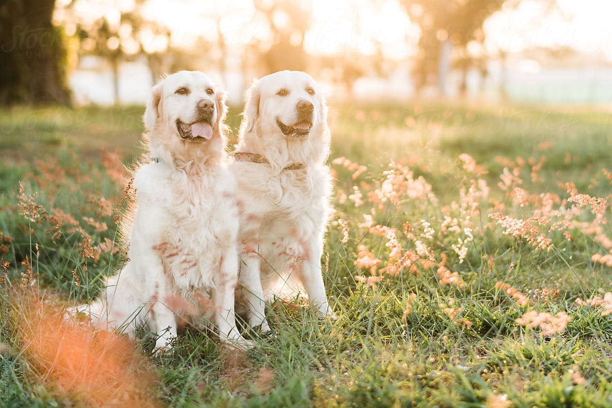 Mother and son golden retrievers