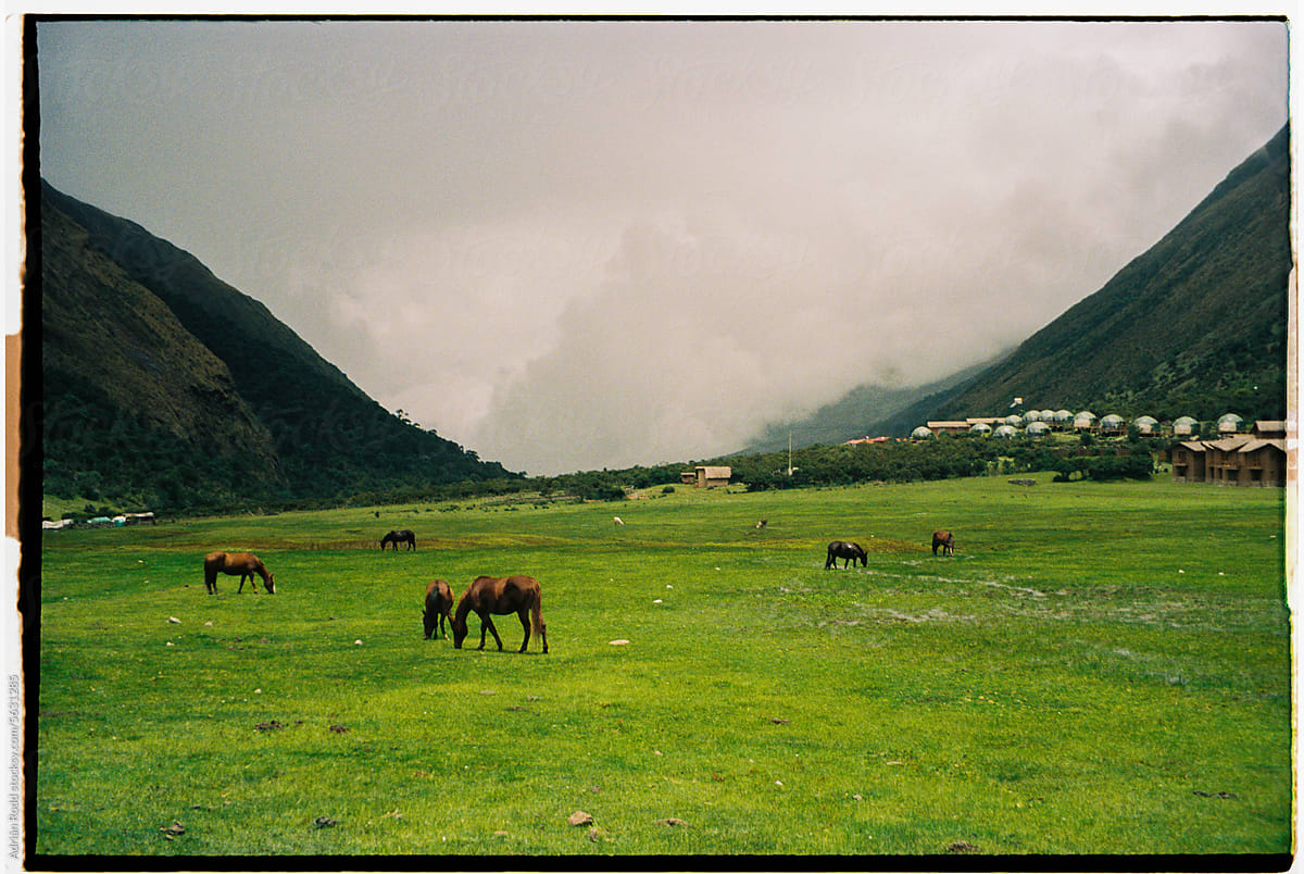 Free-Roaming Horses in the Peruvian Forest on a Cold and Rainy Day