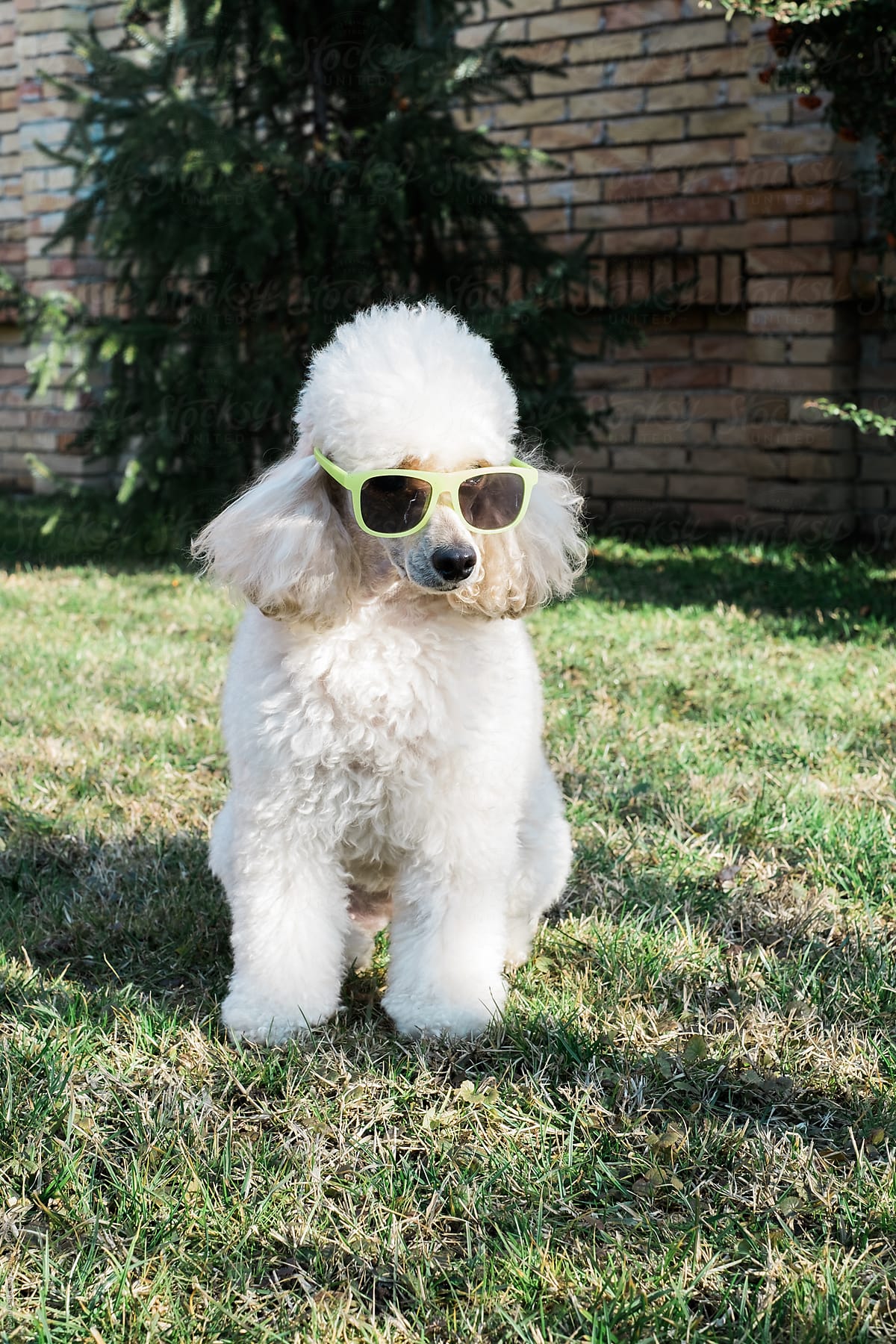 Cool Poodle