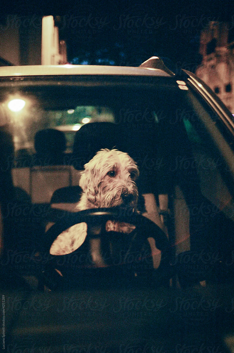 White dog driving a car at night