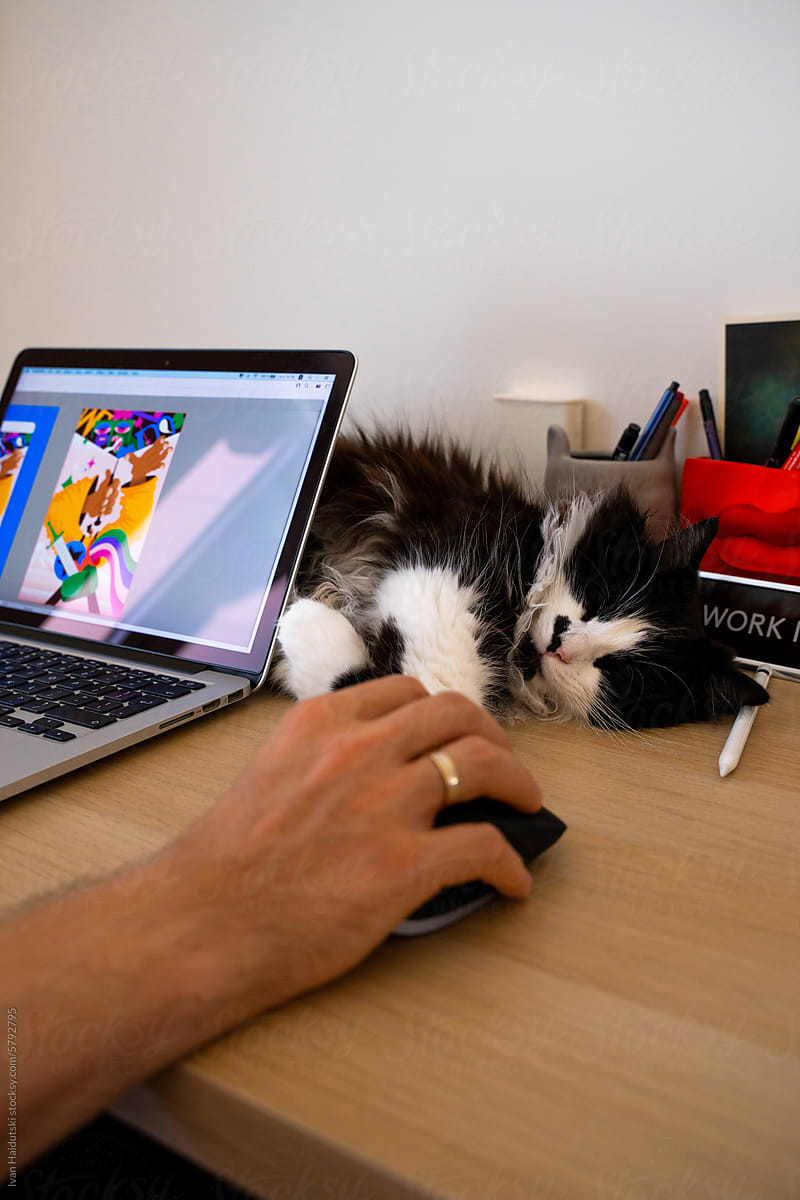 Cat napping at home workspace, freelancer create digital illustration