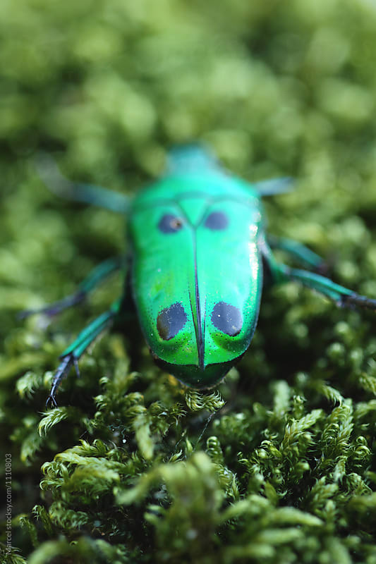 backside of a green bug walking on moss