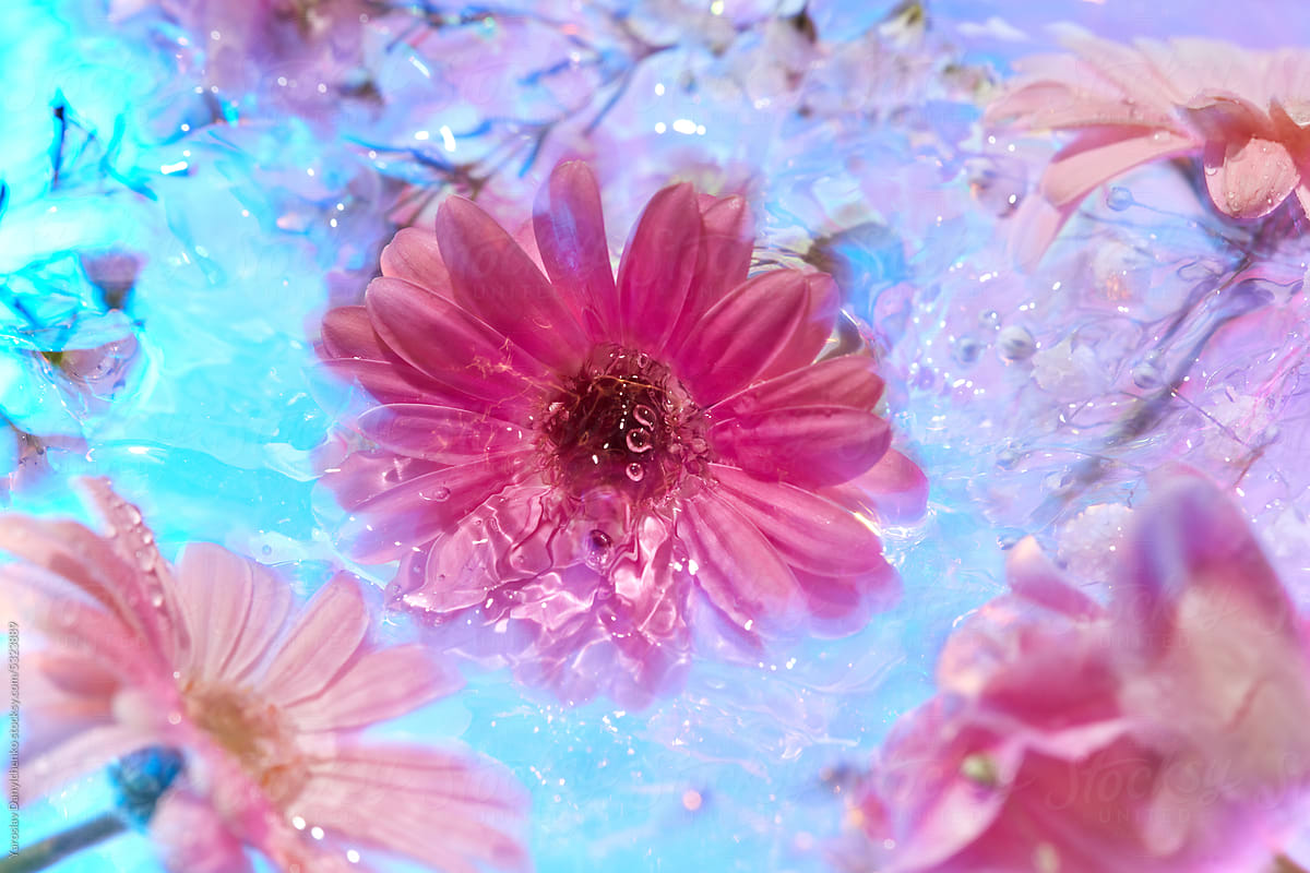 Tender pink asters in water, close-up.