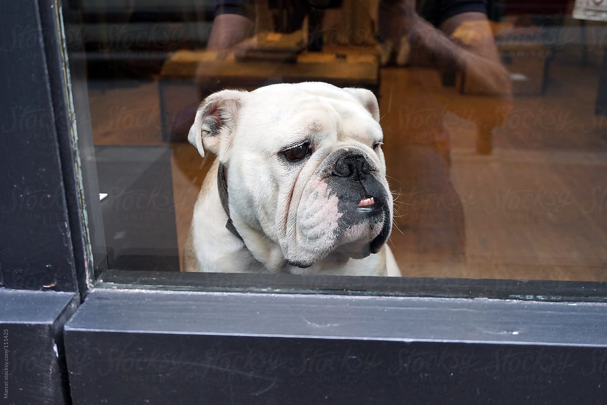 Bulldog behind a door.