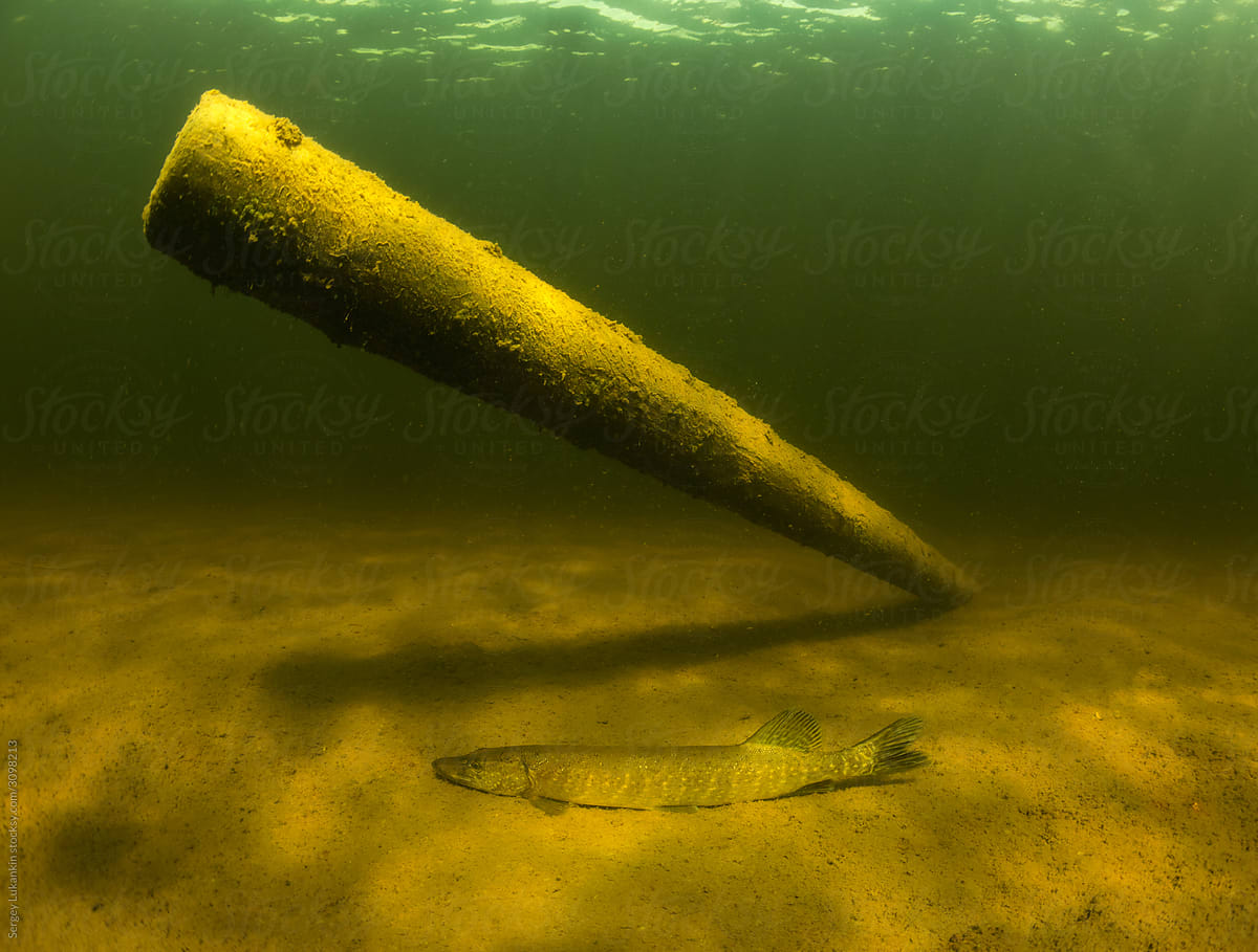Pike underwater in the lake