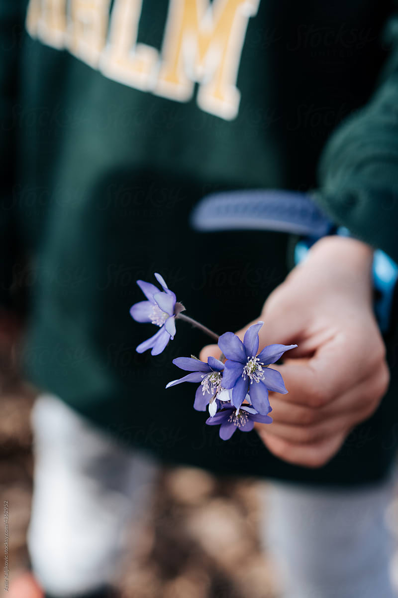 Person holding a cluster of blue Hepatica flowers