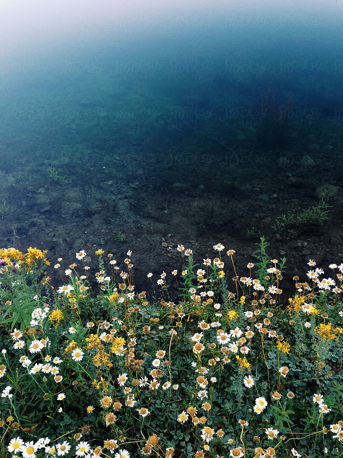 Pond Shore Wildflowers