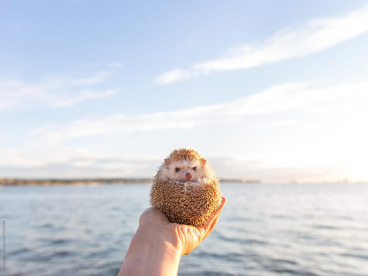 Amelia Hedgehog and the sea