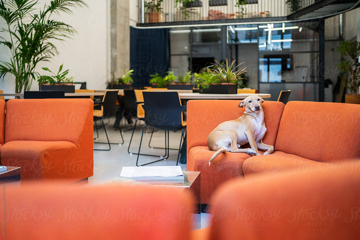 Dog In A Coworking Office With Modern Interior Design.