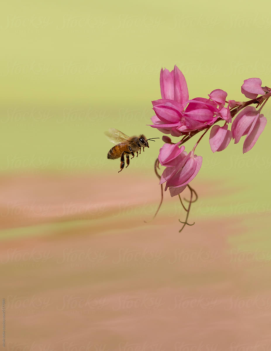 Honey bee approaching pink flowers