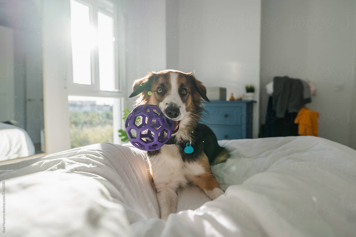 Cute border dog with a toy in his mouth on the bed at home