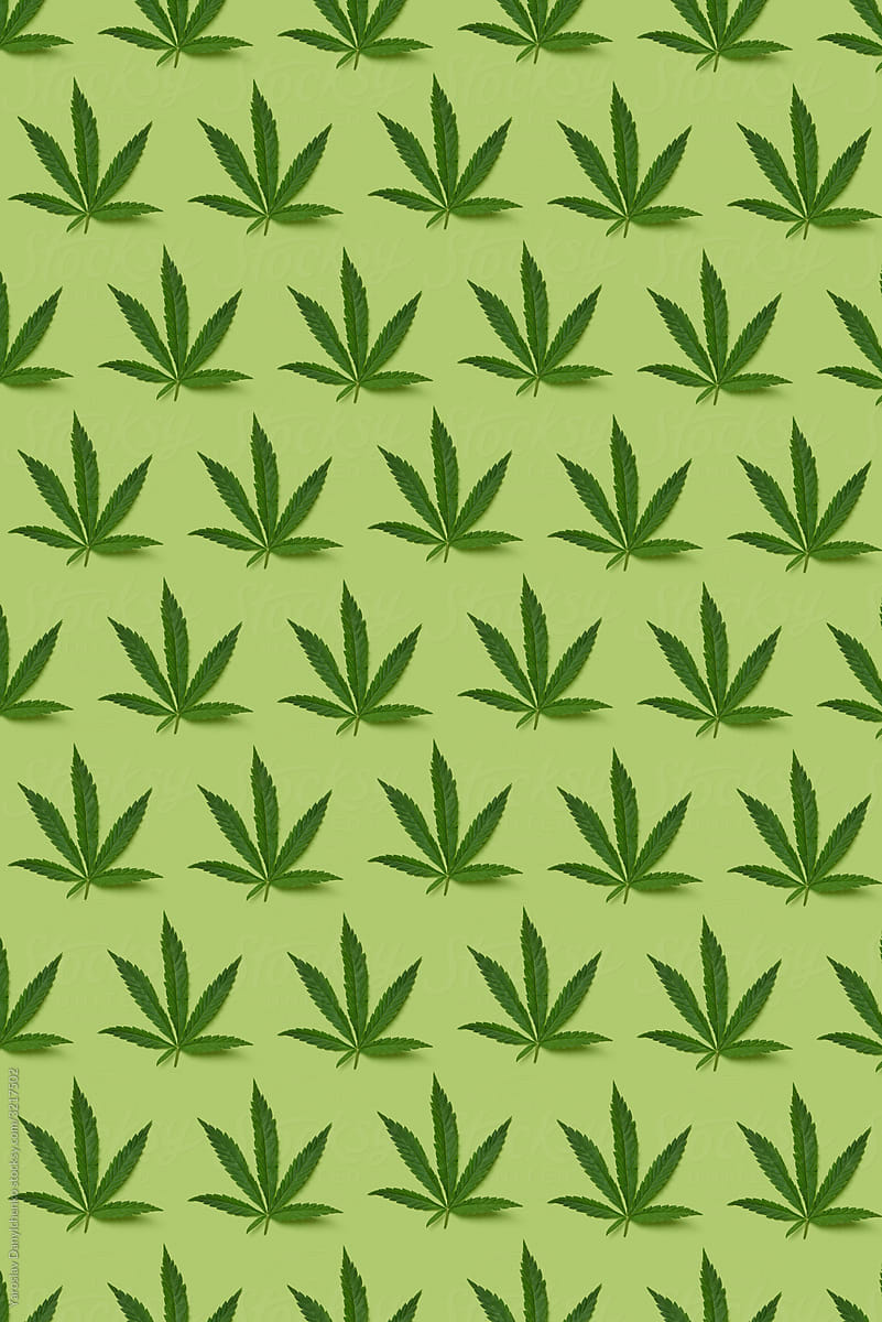 Natural green marijuana leaves pattern.