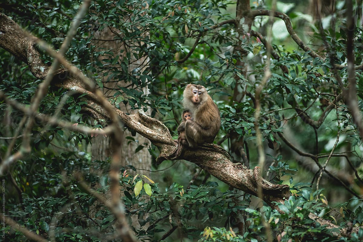 Monkey on the vine.