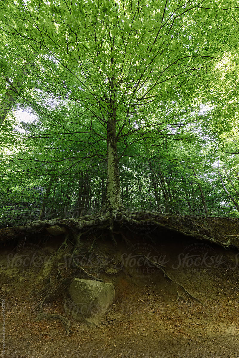 Trees in the forest with roots